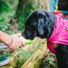 Dog Coats Small Waterproof,Warm Outfit Clothes Dog Jackets Small,Adjustable Drawstring Warm And Cozy Dog Sport Vest-(pink, size L) - as picture