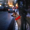 LED Dog Collar USB Rechargeable Adjustable Dog Safety Collar Night Safety Flashing Luminous Light up Collar - Red - S