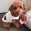 Small and medium dog plush coat; warm and soft dog coat; with scarf; chrismas pet clothing - White [with scarf] - XL